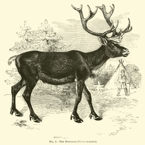 A rena, cervus tarandus de English School
