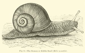 O Caracol Romano ou Comestível (Helix pomatia) de English School
