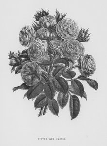 O Jardim das Rosas: Little Gem, Moss (gravura) de English School