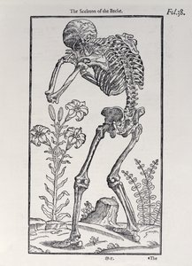 O Sceleton of the Backe, prato de The Historie of Man publicado por John Banister (1540-1610), 1578 de English School