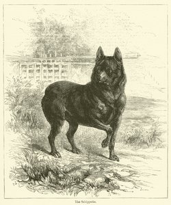 O Schipperke (gravura) de English School