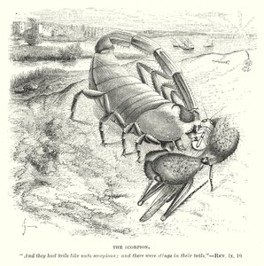 O Escorpião (gravura) de English School