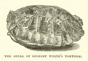 A carapaça da tartaruga de Gilbert White (gravura) de English School