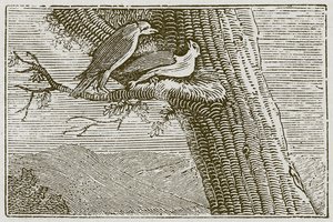O papagaio doente (gravura) de English School
