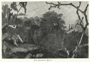 O Trabalho da Aranha (gravura) de English School