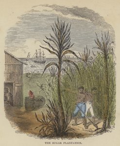 A Plantação de Açúcar (gravação colorida) de English School