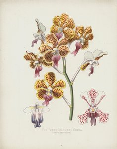 A Vanda tricolor, Vanda Tricolor de English School