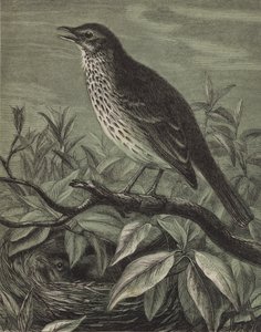 O Thrush (gravura) de English School
