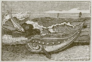 O coelhinho e o golfinho (gravura) de English School