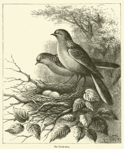 A Pomba Tartaruga (gravura) de English School