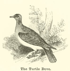 A pomba da tartaruga de English School