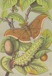 O bicho-da-seda Tussar da Índia (lito colorido) de English School