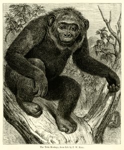 The Twin Monkeys, da Life (gravura) de English School