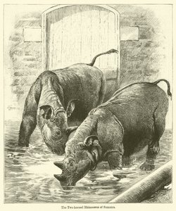 O Rinoceronte de dois chifres de Sumatra (gravura) de English School