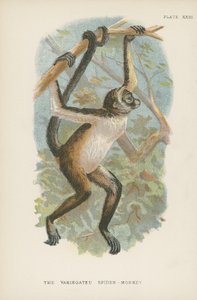 O macaco-aranha variegado de English School