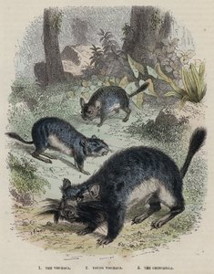 The Vischaca, Young Vischaca, The Chinchilla (gravura colorida) de English School