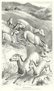 O burro selvagem (gravura) de English School