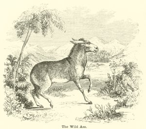 O burro selvagem de English School