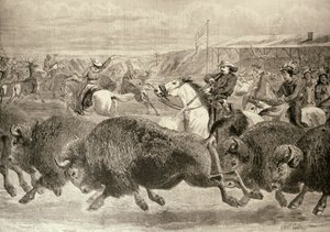 O &39;Velho Oeste&39; na Grande Exposição Americana: Bison Bison and Wapiti Deer, de &39;The Illustrated London News&39;, 18 de junho de 1887 de English School