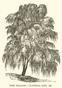 The Willow, Leviticus, xxiii, 40 (gravura) de English School