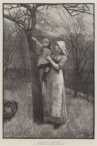 The Young Bud (gravura) de English School