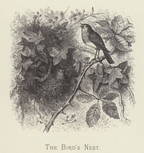 O ninho do pássaro (gravura) de English School