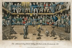 O célebre cão billy a matar 100 ratos no fosso de Westminster (gravura a cores) de English School
