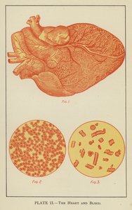 O coração e o sangue (litografia a cores) de English School