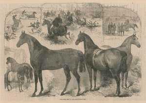 A mostra do cavalo no Salão Agrícola de English School