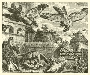 O papagaio e os pombos (gravura) de English School