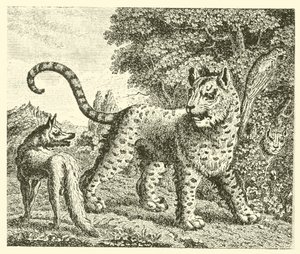 O leopardo e a raposa (gravura) de English School