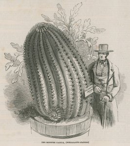 O cacto de monstro (Echinocactus stainesh) nos jardins reais, Kew, Londres de English School
