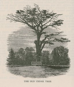 O velho cedro, Holland House de English School
