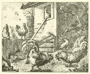 A perdiz e os galos (gravura) de English School
