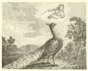 A queixa do pavão (gravura) de English School