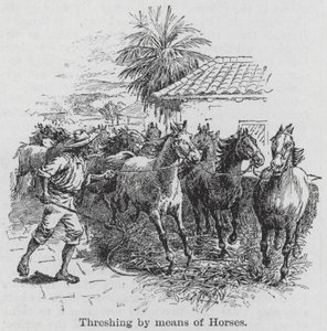 Debulha por meio de cavalos (gravura) de English School