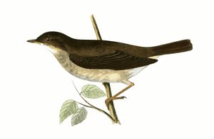 Thrush Nightingale, ilustração de "Uma História das Aves da Europa Não Observadas nas Ilhas Britânicas", de Charles Robert Bree (1811-1886), publicada em 1867.
