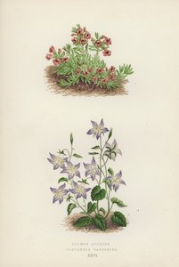 Thymus azureus; Campanula garganica (litografia a cores) de English School