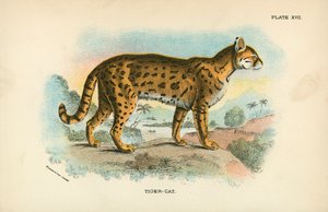 Tigre-Gato de English School