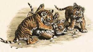 Filhotes de tigre