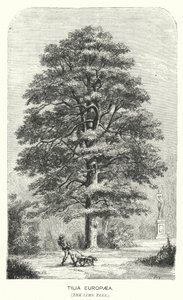 Tilia Europaea, A Tília Europaea (gravura) de English School