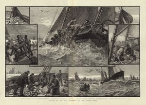 Toilers do mar que trawling no banco de Dogger