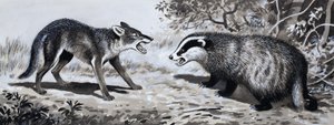 Dente e Garra: Animais em Combate de English School