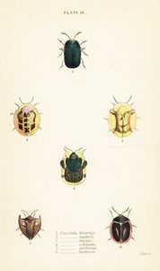 Tortoise beetles: Omocerus bicornis 1, Cassida scalaris 2, Cassida micans 3, Cassida echinata 4, Cassida perforata 5, and Cassida luctuosa 6 de English School