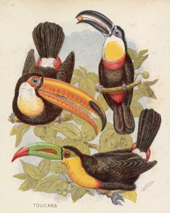 Tucanos (litografia a cores) de English School