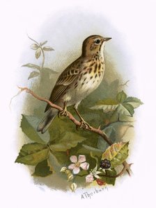 Árvore de Pipit