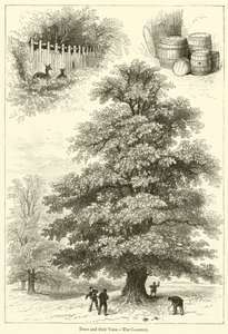 Árvores e seus usos, A Castanha (gravura) de English School