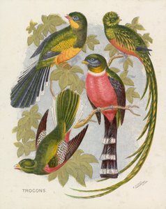 Trocões (cor litho) de English School