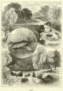 Truta (gravura) de English School