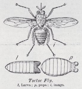 Mosca tsé-tsé (litho) de English School